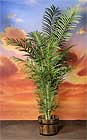 682 Eight foot Areca Palm w/1116 leaves