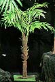 683 Eight foot Areca Palm