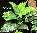 764 24" Philodendron Plant