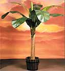 650 Five foot Banana Tree with 8 leaves