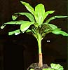 658 Banana Top with 16 leaves