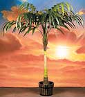 717 Seven foot Coconut Palm w/ 9 fronds