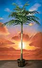 718 Ten foot Coconut Palm with 15 large fronds