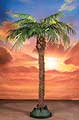 720 Five to six foot Date Palm Tree