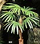 635 Three foot Dwarf Fan Palm