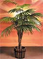 640 Five foot Fountain Palm with 15 leaves