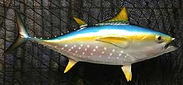 3530 Yellow Fin Tuna, 36 in.