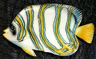 3556 Emporer Angelfish, 22 in.