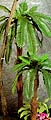 623 Cycas palm leaf cluster of 20 leaves for 4' and 6' Cycas palm trees