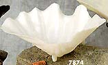 7874 Clam Shell 12"