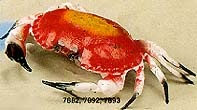 7882 Crab, 13"