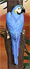 8200 Macaw, Blue 15 in.