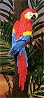 8230 Macaw, Red 26 in.